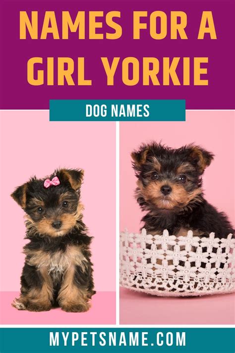 fletcher dior yorkshire names|50 Names for Yorkie Dogs .